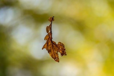 Close-up of leaf