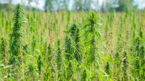 Crops growing on field