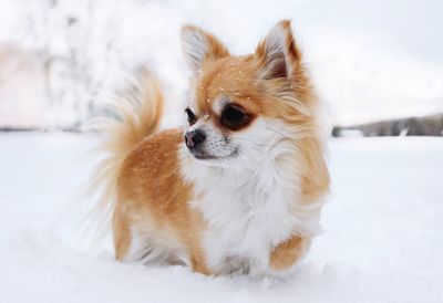 Close-up of dog on snow