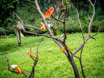 Close-up of bird on tree