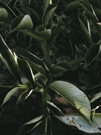 Close-up of fresh green plant