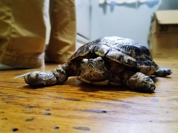 Close-up of tortoise on table