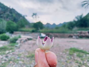 Close-up of hand holding pink flowering plant