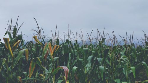 Crops growing on field against sky