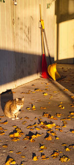 Autumn leaves on a street