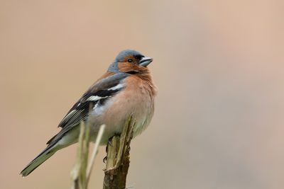 Close-up of sparrow perching on plant