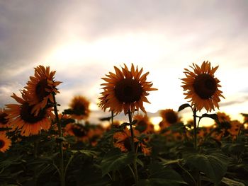 Close-up of sunflower on field against sky during sunset