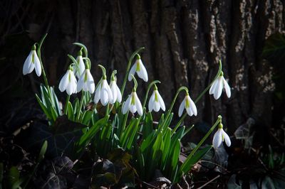 Close-up of white flowering plant