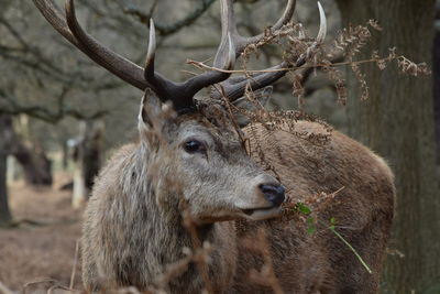 Portrait of deer in forest