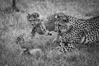 Mono cheetah and cub chase scrub hare