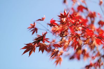 Low angle view of red maple leaves