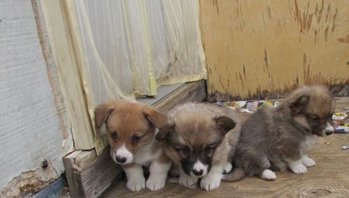 Corgi puppies hanging out on wooden porch