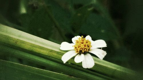 Close-up of white daisy blooming outdoors