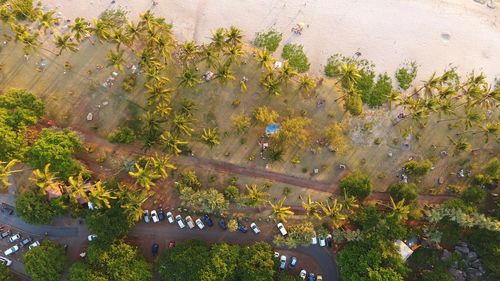 High angle view of flowering plants by lake at park