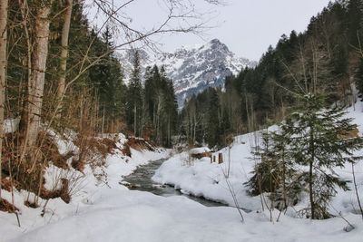 Trees in forest during winter