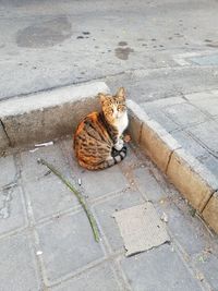 High angle view of cat sitting on sidewalk