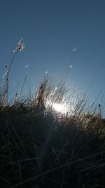 Scenic view of field against clear sky