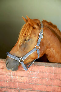 Close-up of a horse