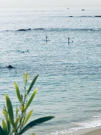 View of birds flying over sea