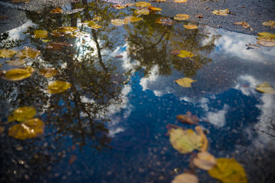 Reflection of autumn leaves in puddle