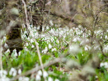 Close-up of fresh green plants