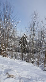 Bare trees on snow covered landscape