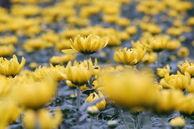 Close-up of yellow flowering plants on field