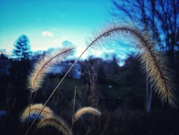 Close-up of stalks against blue sky during sunset