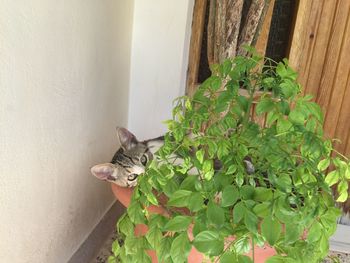 Portrait of cat sitting outdoors