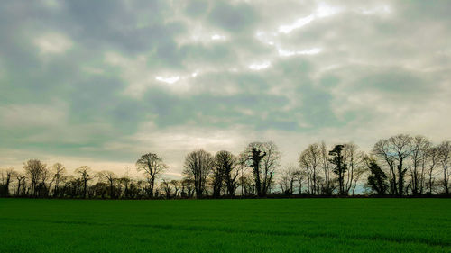 Scenic view of field against sky