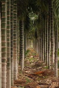 Bamboo trees in forest