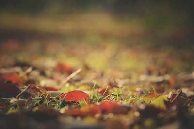 Close-up of autumn leaves