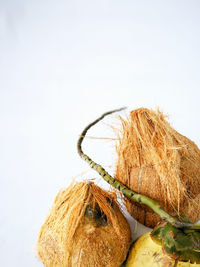 Close-up of coconuts against clear sky