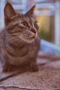 Close-up of a cat looking away