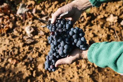 Midsection of person holding grapes