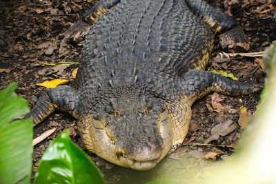 Close-up portrait of a lizard