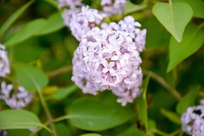 Close-up of purple flowers blooming outdoors