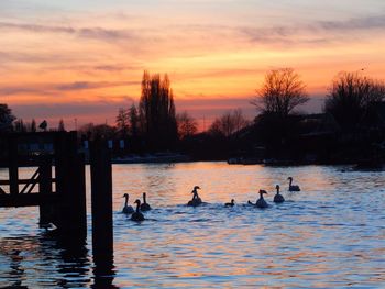 Ducks swimming in lake during sunset