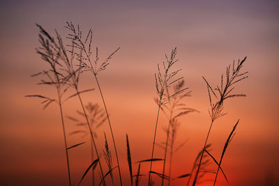 Close-up of plant against sky during sunset