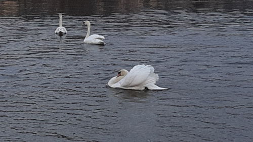 Swans swimming in lake