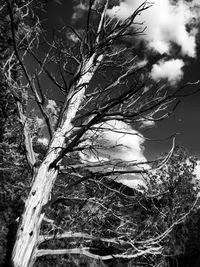 Low angle view of bare tree against sky