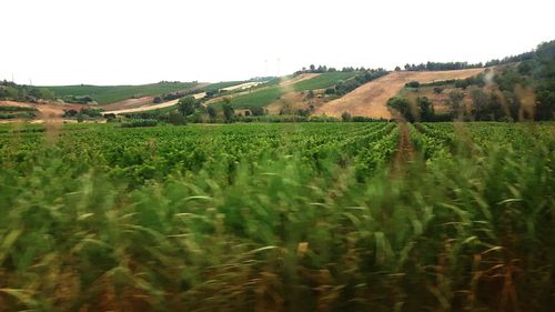 Scenic view of agricultural field against clear sky