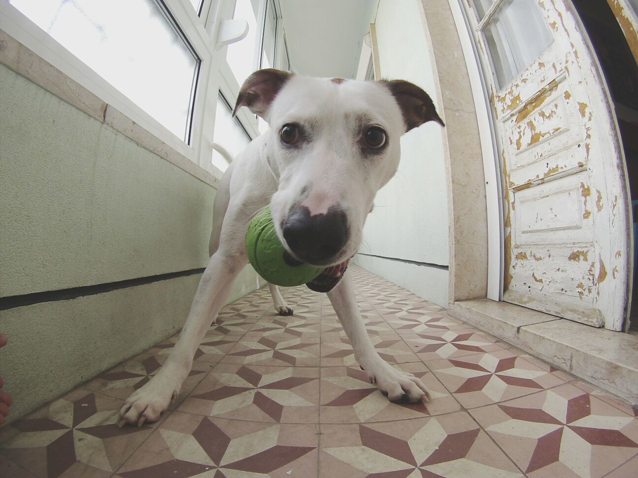 pets, dog, one animal, animal themes, domestic animals, mammal, indoors, portrait, sitting, looking at camera, full length, flooring, tiled floor, no people, pet collar, day, sunlight, built structure, animal head