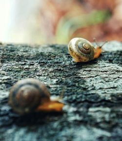 Close-up of snail