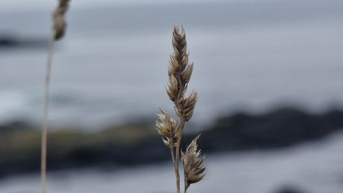 Close-up of stalks on field against blurred background