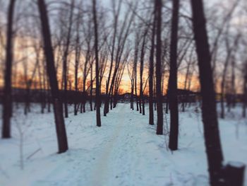 Bare trees on snow covered landscape during sunset