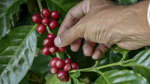 Close-up of hand holding berries