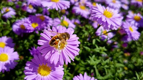 Close-up of bee on purple flower