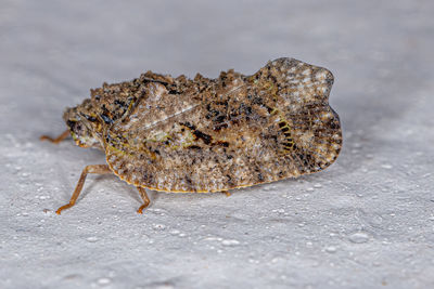 Close-up of insect on sea shore