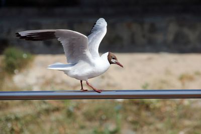 Möwe beim landen